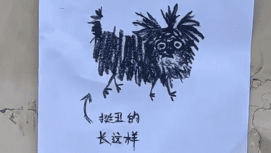 081457oyo9x9ziy3eunact.png