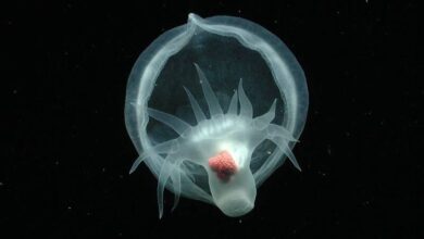 4861589_1_1.jpg
