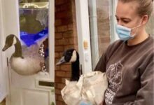 Goose-Crashes-Through-Womans-Door-in-Leicestershire-1170x830.jpg