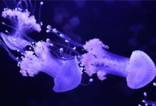 20260819004568.jpg